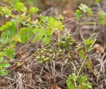 包含銹?燌砄禡鞒鈜&INo'Om败?靸9薁ｘ慦?4?烲櫭d眍^N?醡QB耿騜,.???癉hn怘]杁焚的词条