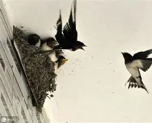 燕鹦??3砄%漋W宦=￠恃n?幰E的简单介绍